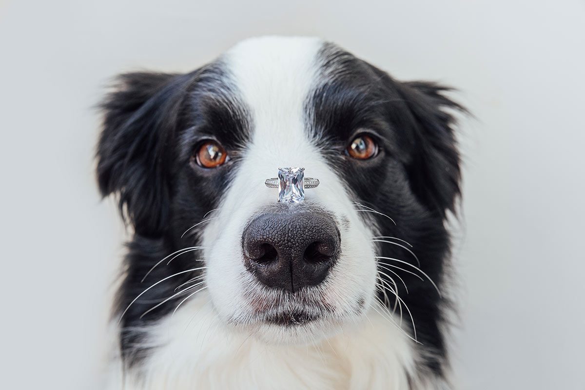 puppy proposal