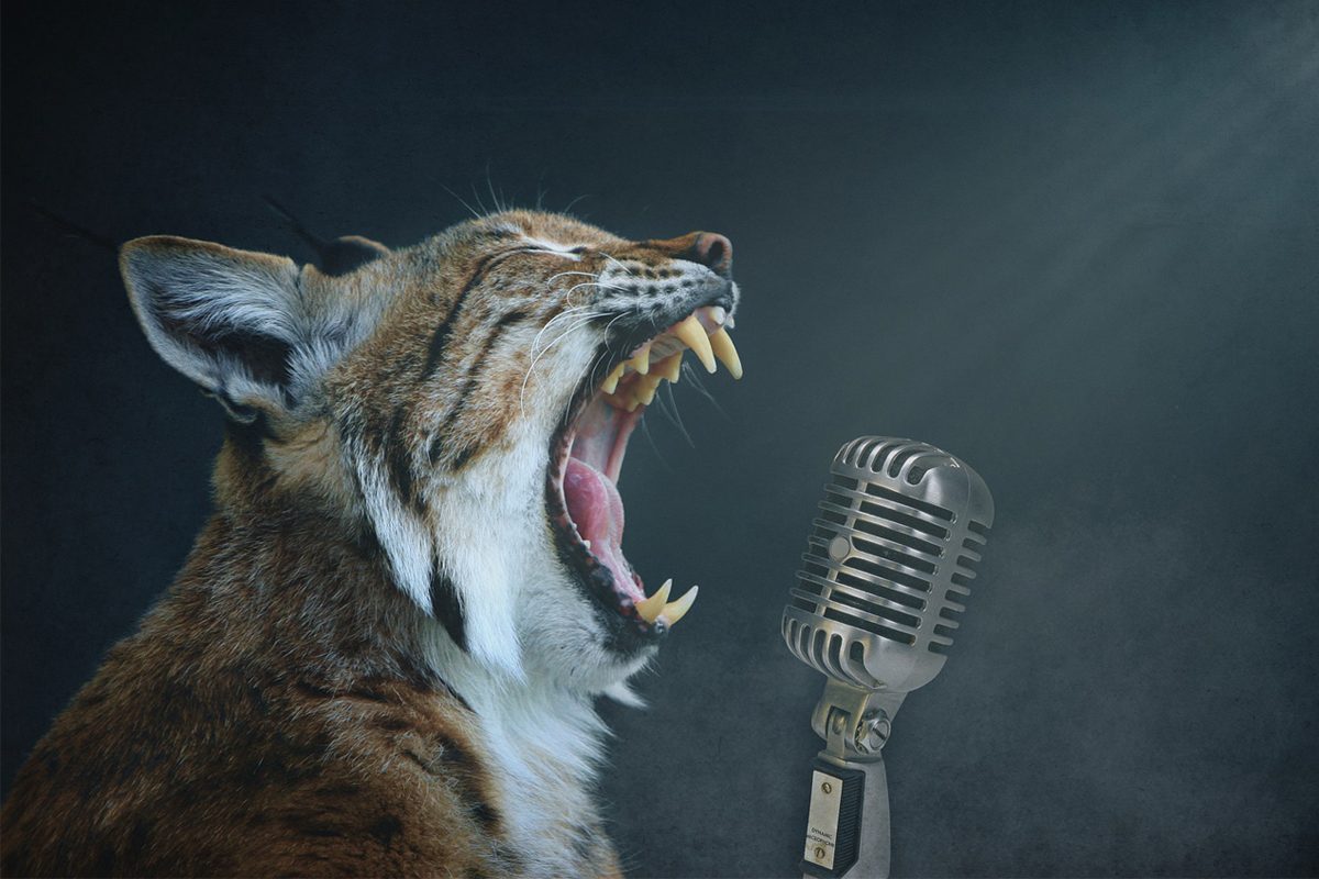 cat singer